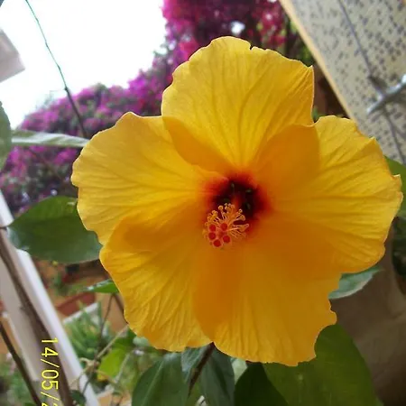 Bed and breakfast Domos Le Due Tuie Piscinas