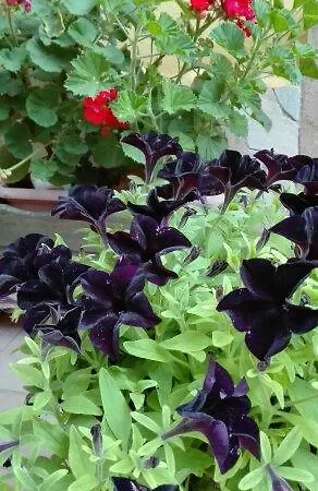 Bed & Breakfast Le Due Tuie