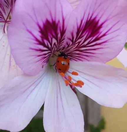 Le Due Tuie Пишинас