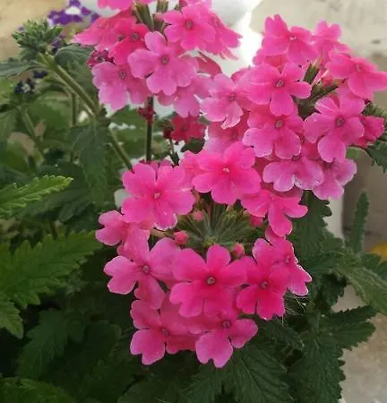 Le Due Tuie Отель типа 